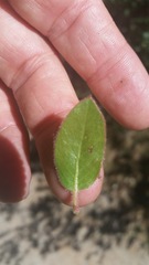 Arctostaphylos pringlei drupacea