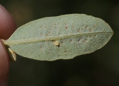 Quercus pacifica