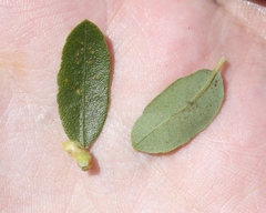 Quercus pacifica