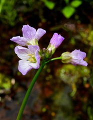 Cardamine polemonioides