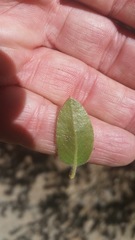 Arctostaphylos pringlei drupacea