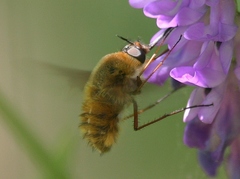 Bombylius mexicanus