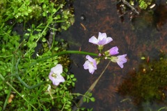 Cardamine polemonioides