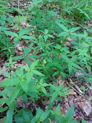 Galium latifolium