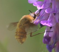 Bombylius mexicanus