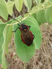 Pachylis pharaonis