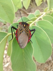 Pachylis pharaonis