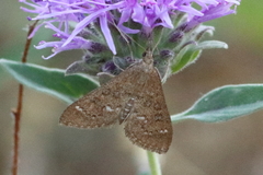 Mecyna mustelinalis