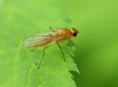 Psila fimetaria