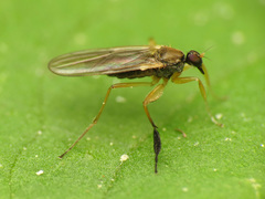 Platypalpus discifer