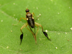 Platypalpus discifer