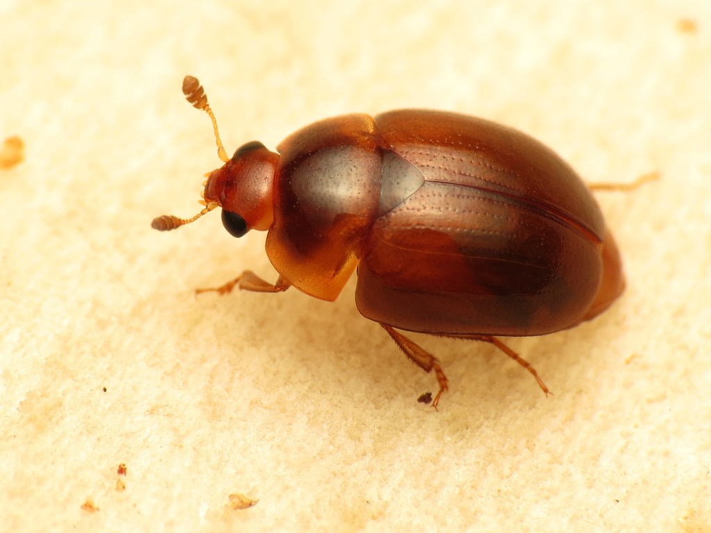 Pale Sap Beetle