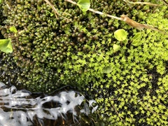 Diobelonella palustris