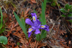 Iris lacustris