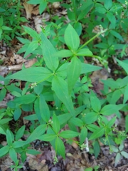 Galium latifolium