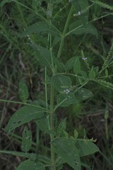 Verbena carnea