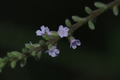 Verbena carnea