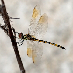 Hemicordulia intermedia