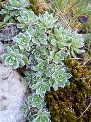 Saxifraga paniculata paniculata