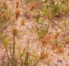 Cyperus retroflexus