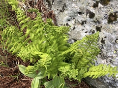 Athyrium distentifolium