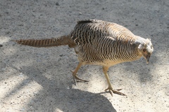 Syrmaticus reevesii
