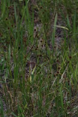 Rhynchospora cephalantha