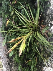 Tillandsia fasciculata image