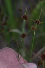 Rhynchospora cephalantha
