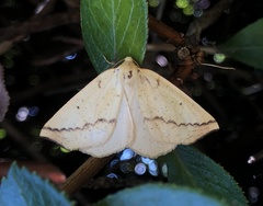 Neoterpes edwardsata