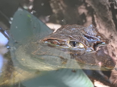 Caiman crocodilus fuscus