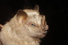Chiroderma villosum