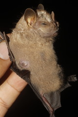 Chiroderma villosum