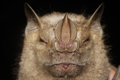 Chiroderma villosum
