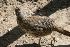 Syrmaticus reevesii