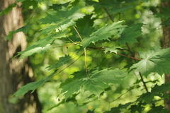 Acer platanoides
