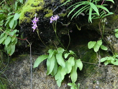 Primula pauciflora macrocarpa