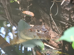 Caiman crocodilus fuscus
