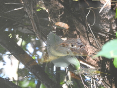 Caiman crocodilus fuscus