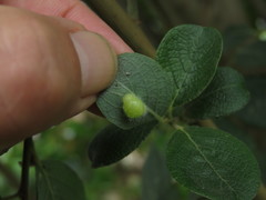 Euura pedunculi