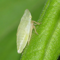 Aphrodinae
