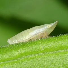 Aphrodinae