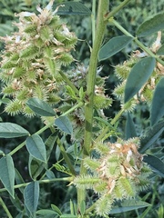 Glycyrrhiza lepidota