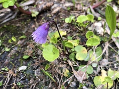 Soldanella