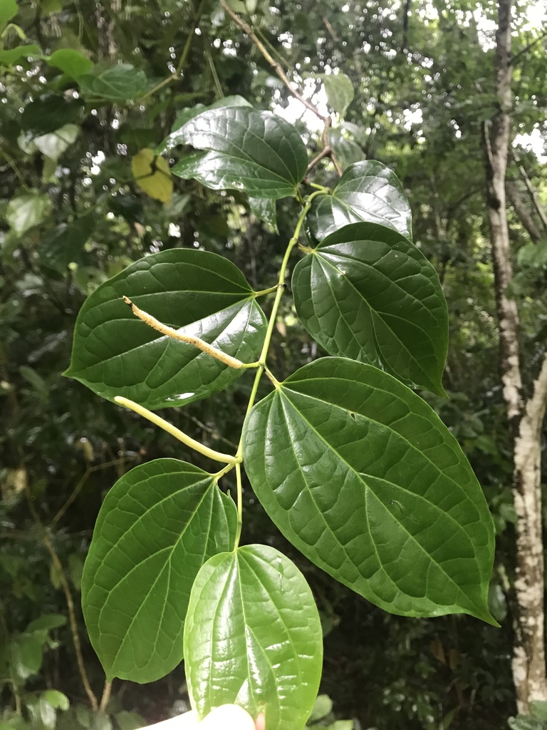 Piper marginatum