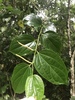 Piper marginatum - Photo (c) Riley Fortier, some rights reserved (CC BY-NC), uploaded by Riley Fortier