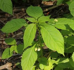 Impatiens parviflora
