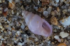 Mitrella semiconvexa