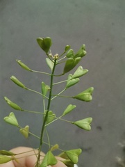 Capsella bursa-pastoris