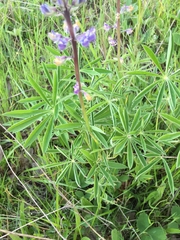Lupinus oreganus